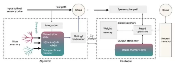Une architecture d'IA inspirée du cerveau améliore la vitesse tout en réduisant considérablement la consommation d'énergie