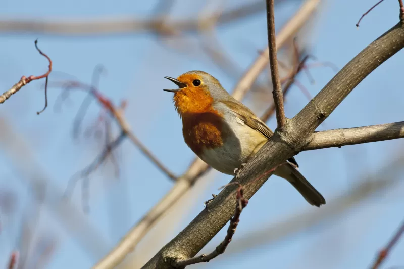 Google integriert das Chirp 3 -Sprachmodell in die Vertex AI