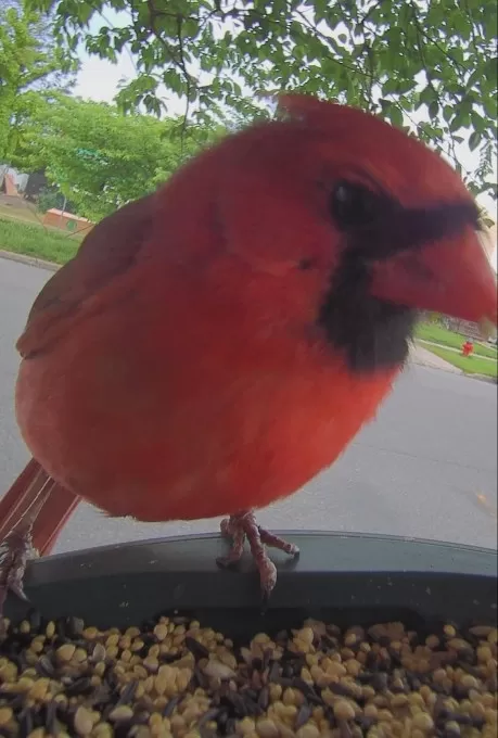 El comedero para pájaros de Kiwibit, que funciona con inteligencia artificial, es mi nuevo compañero en el jardín.