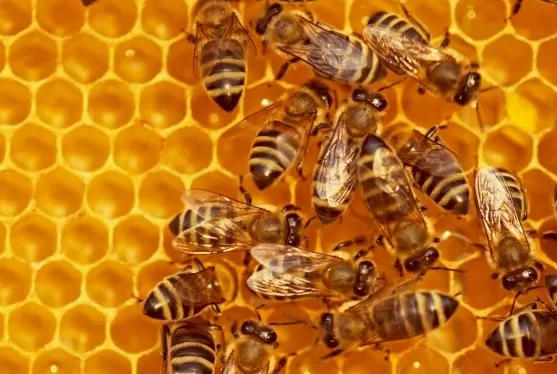 Beehiiv, 웨비나 및 맞춤형 유료화 기능을 갖춘 새로운 크리에이터 도구를 출시하다