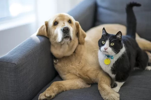 고양이, 개, 반려동물