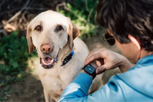 Fi's Smart Collar Tracks Dog Activity for Apple Watch Owners